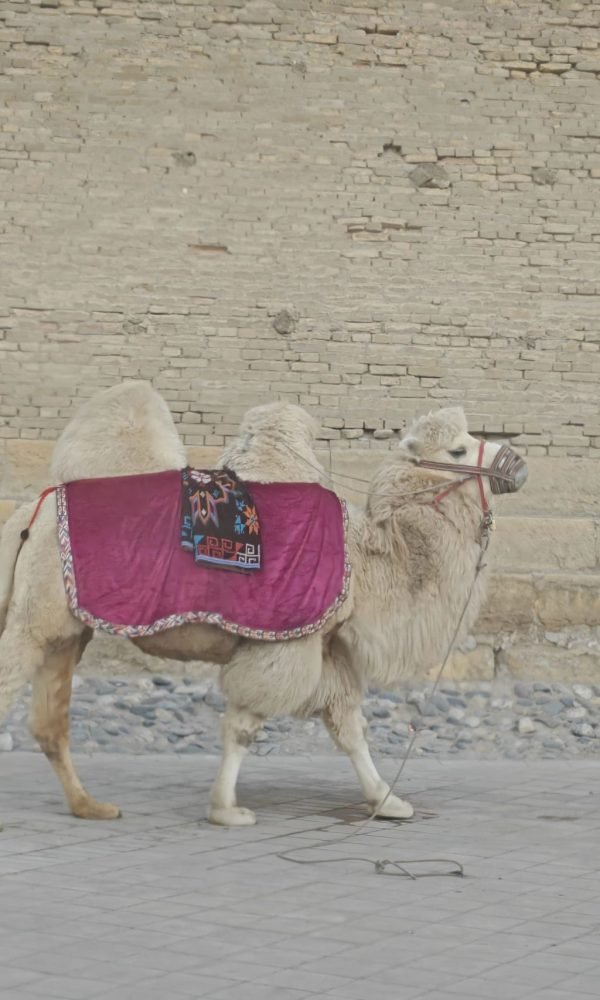 Bukhara Where the Silk Road Still Feels Alive 9